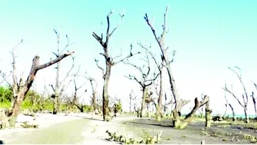দক্ষিণাঞ্চলের ১৩২ নদ-নদীতে লবণাক্ততার মাত্রা  বেশি