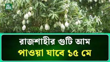 ১৫ মে থেকে নামছে রাজশাহীর গুটি আম
