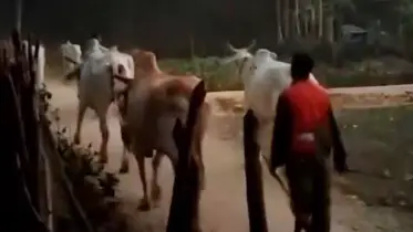 মিয়ানমার থেকে প্রতিদিন ঢুকছে শত শত গরু, কিন্তু কীভাবে?