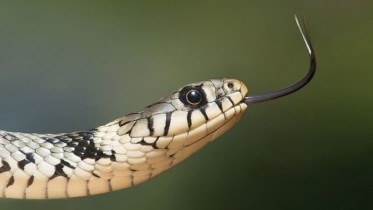 স্বপ্নে সাপ দেখলে কী হয়?