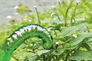 হাতিশুঁড় গাছ: আগাছা না ঔষধি?