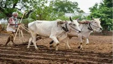 গাইবান্ধায় হারিয়ে যাচ্ছে হালচাষের ঐতিহ্য