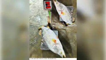 কুয়াকাটায় ২৩ কেজির কোরাল বিক্রি হলো ২৪ হাজারে