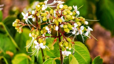 ভাঁট গাছ: হারিয়ে যাওয়া এক প্রাকৃতিক চিকিৎসার ভাণ্ডার