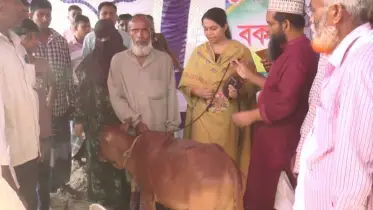 মৎস চাষিদের সাবলম্বী করতে বিনামূল্যে বকনা বাছুর বিতরণ