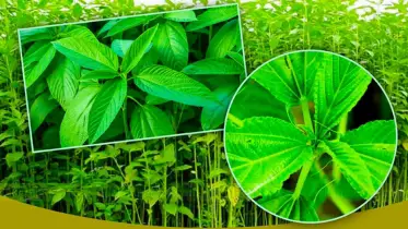 কেন এত উপকারী পাটশাক