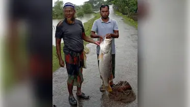 সোনাতলা নদীতে ঝাঁকি জালে ধরা পড়ল ১৫ কেজি ৬০০ ওজনের কোরাল মাছ