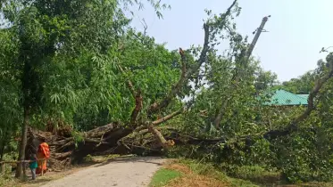 পঞ্চগড়ে ঝড়ের তাণ্ডব: গাছপালা ও ঘরবাড়ি ভেঙে, হাজারো গ্রাহক বিদ্যুৎহীন!