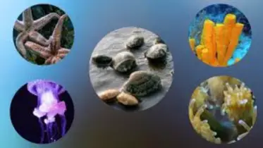 মস্তিষ্ক ছাড়াই বেঁচে থাকা আশ্চর্য ৮ প্রাণী
