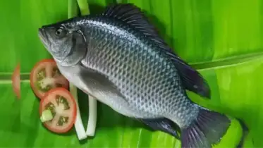 তেলাপিয়া মাছকে কেন জান্নাতি বলা হয়? নতুন তথ্য দিল বিজ্ঞানীরা