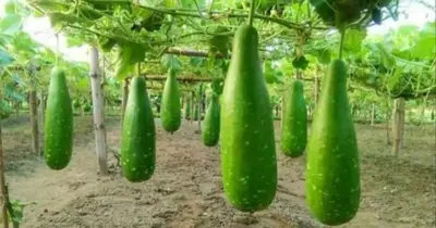 জানুন গরমে লাউ খাওয়ার ১০টি বিশেষ স্বাস্থ্য উপকারিতা
