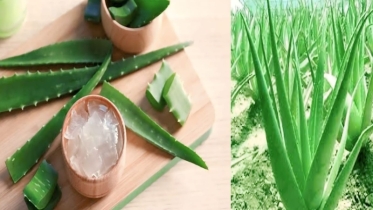 রূপচর্চা ও সৌন্দর্য রক্ষায় অ্যালোভেরা গাছ
