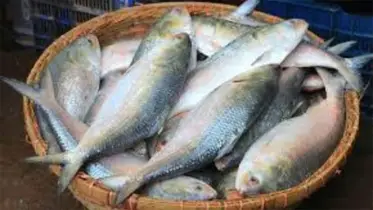 প্রতি কেজি ইলিশের দাম কমেছে ৪০০ থেকে ৫০০ টাকা
