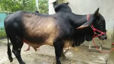 কোরবানির পশুর যেসব ত্রুটি থাকলে কোরবানি হবে না!