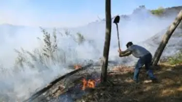 ফ্রান্সে ভয়াবহ দাবানল, ছাই হয়ে গেল ১৩ হাজার হেক্টর এলাকা