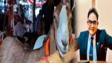 গাবতলী হাটের সবচেয়ে বড় ছাগলের নাম ময়ূখ রঞ্জন!