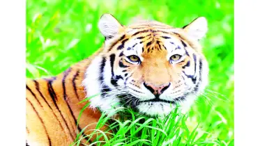 যে প্রকল্প বদলে দিয়েছে বাঘের ভবিষ্যৎ