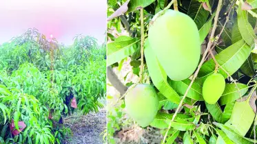 প্রযুক্তি ও ঐতিহ্যের মিলনে তৈরি নতুন ধারার আমবাগান