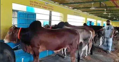 এবার বাজারে ভারতীয় গরুর অনুপস্থিতি, হাঁফ ছেড়েছে খামারিরা