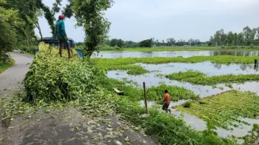 কুড়িগ্রামে পানির সংকটে পাট জাগ দিতে না পেরে কৃষকদের ভোগান্তি
