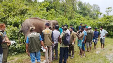 গারো পাহাড়ে অসুস্থ বন্যহাতির পাশে বন বিভাগ, দিয়েছে ফলোআপ চিকিৎসা