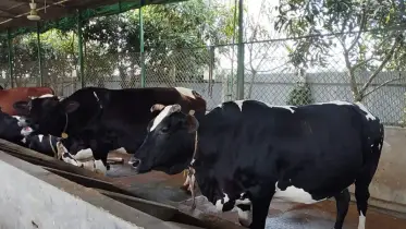 খুলনায় কোরবানির পশুর সরবরাহ চাহিদার চেয়ে বেশি