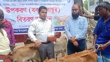 লক্ষ্মীপুরে জেলেদের রোগাক্রান্ত বকনা বাছুর বিতরণের অভিযোগ