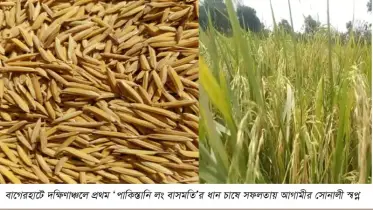 বাগেরহাটে উচ্চমূল্যের সুগন্ধি ধানের বাম্পার ফলনে ব্যাপক সাড়া
