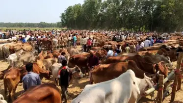 চোরাই গরুর দাপটে বিপাকে দেশীয় খামারিরা রামুর গর্জনিয়া গরুর বাজার বন্ধ