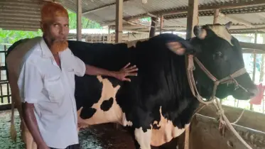 ঈদের হাট মাতাতে প্রস্তুত সিরাজগঞ্জের ২২ মণের  ‘সোহাগ বাবু’
