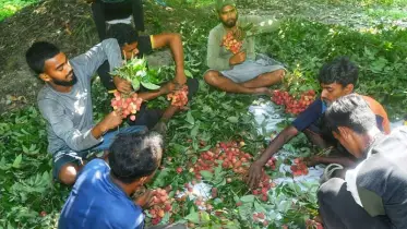 নারায়ণগঞ্জের সোনারগাঁয়ের রসালো লিচু বাজারে আসতে শুরু করেছে