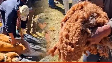 এক কেজি লোমের দাম ১লাখ টাকা