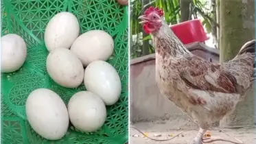মেয়ে-ছেলে নয়, এবার এক রাতে ডিম দেওয়া মুরগি রূপ নিল মোরগে!