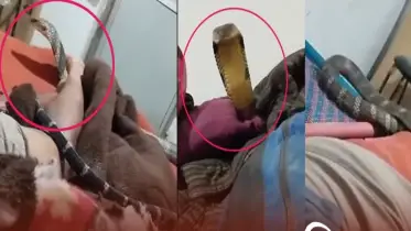 ঘুম ভাঙার পর বিছানায় কিং কোবরার মুখোমুখি, অতপর... ভাইরাল ভিডিও সম্পর্কে যা জানা গেল!