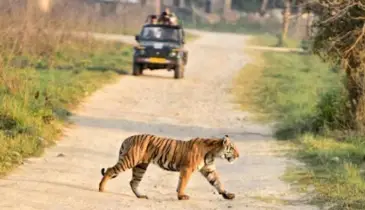 যে ৮টি গুরুত্বপূর্ণ কারণে জিম করবেট ন্যাশনাল পার্কে অন্তত একবার যাওয়া উচিত!