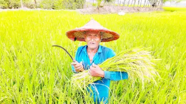 হবিগঞ্জে ৩৩ ভাগ বোরো ধান কাটা শেষ