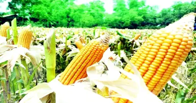 টাঙ্গাইলের চরাঞ্চলে ভুট্টার বাম্পার ফলন