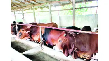 খাগড়াছড়িতে কোরবানির জন্য প্রস্তুত ১৯ হাজার পশু