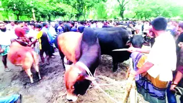 সৈয়দপুরে জমে ওঠেনি কোরবানির পশুর হাট