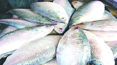 ধরা পড়ছে রুপালি ইলিশ
