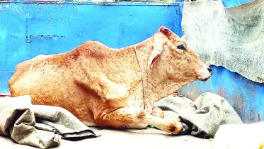 লাম্পিতে বিপর্যস্ত খামারিরা