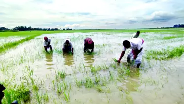 স্লুইসগেটের পানিতে ২০০ বিঘা ধান ডুবে যাওয়ায় দিশাহারা কৃষক 