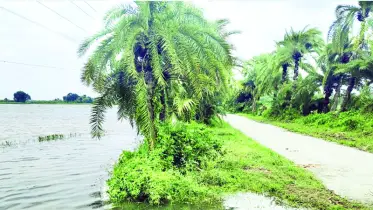ঝিনাইদহে বিএডিসির খাল এখন কৃষকের গলার কাঁটা