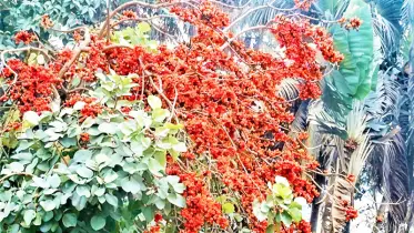 পলাশ ফুলের রঙিন আভা দ্যুতি ছড়াচ্ছে