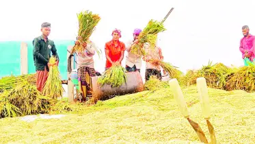 কিশোরগঞ্জে খড়ের বিনিময়ে ধান কাটা উৎসব