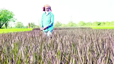 সবুজের গালিচায় বেগুনি রঙের ক্যানভাস