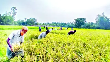 সোনালি ফসলের আক্ষেপ থেকেই গেল