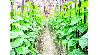 পানপাতা যেন নগদ টাকা