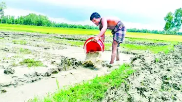 কুড়িগ্রামে বর্ষা মৌসুমে চলছে খরা