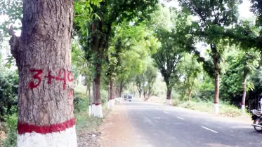 মেহেরপুরে দেড় হাজার গাছ কাটা পড়বে